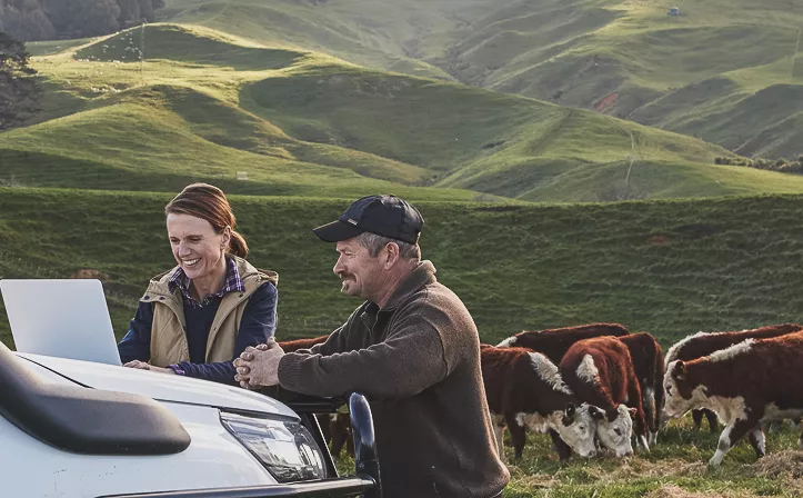 Two people happily looking at a laptop balanced on a car in the countryside with cows in the background